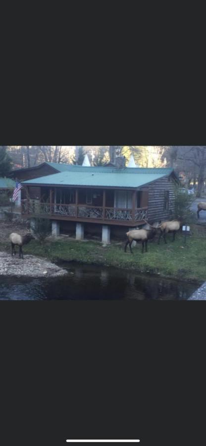 Qualla Cabins And Motel Cherokee Near Casino Whittier Luaran gambar